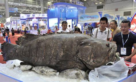 山东海鲜市场现305斤巨型石斑鱼-中国鳗鱼网