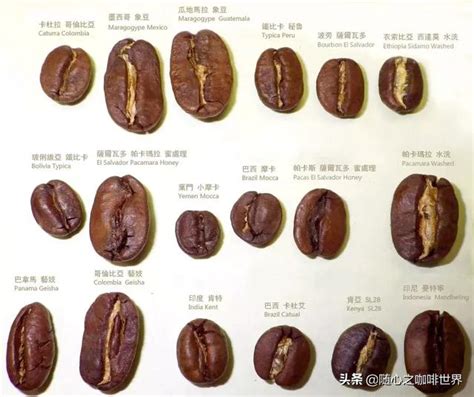 世界十大咖啡豆品牌：巴西咖啡豆上榜，第二是世界最贵咖啡豆 - 手工客