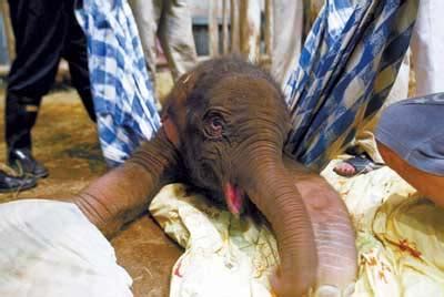 南方网：象宝宝刚出生无法站立 遭母象踢打上演人象大战