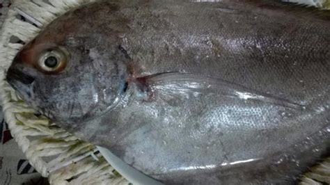 南美黑鲳鱼 100-150克规格20斤/件 冷冻黑仓鱼 平鲳鱼-阿里巴巴