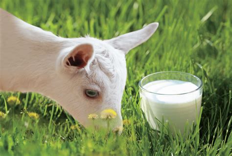 酸羊奶中DHA的营养价值分析 - 养羊啦