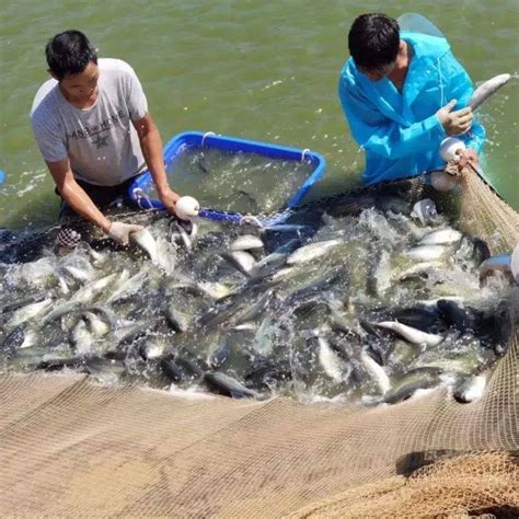 无锡唯一“流水鱼”养殖基地 一条流水槽出产2.5万斤鱼