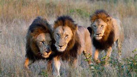 自然传奇狮子五兄弟,自然传奇猎豹五兄弟,奥特五兄弟_大山谷图库
