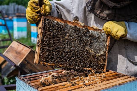 养蜂人的特写镜头显示蜂窝框架与工作蜜蜂制作蜂蜜养蜂业天然产物高清图片下载-正版图片506734111-摄图网
