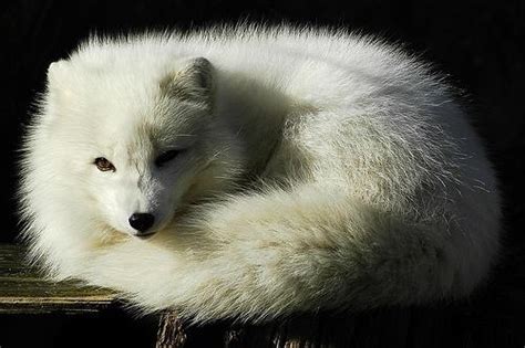 冰雪精灵出没！生活在北极的十种美丽的白色动物，你最喜欢谁？|北极|北极熊|白色_新浪新闻