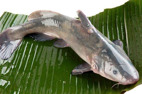 埃及胡子鲶和本土鲶鱼的区别 - 百科 - 酷钓鱼
