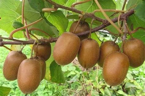 猕猴桃有几个种植阶段：幼树期、初果期、盛果期、衰老期-趣农笔记