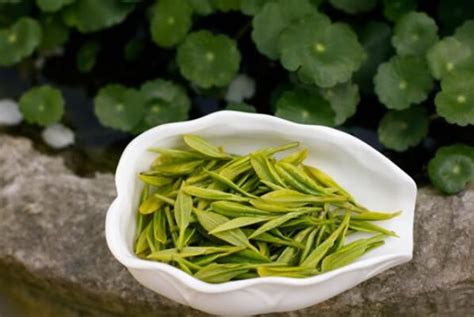 什么绿茶最好喝排行榜_绿茶哪个品种口感最好？- 茶文化网