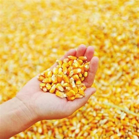 乐种农业玉米种子包装袋平面图PSD素材免费下载_红动中国