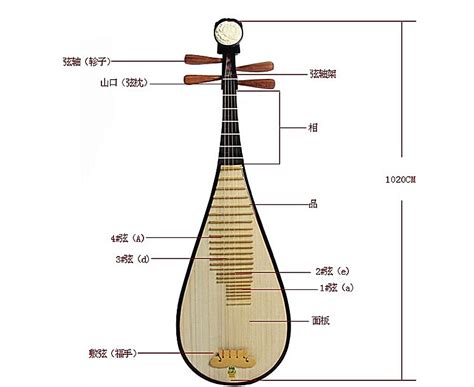 中国古代乐器《曲颈琵琶》-民族乐器 - 乐器学习网