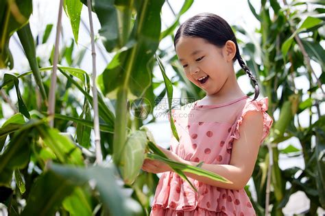 “玉”见你— —关于玉米的二三事儿（中一班班本课程） - 班级新闻 - 永嘉县第三幼儿园