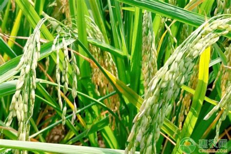 2022端午节水稻价格多少钱一斤？ - 惠农网