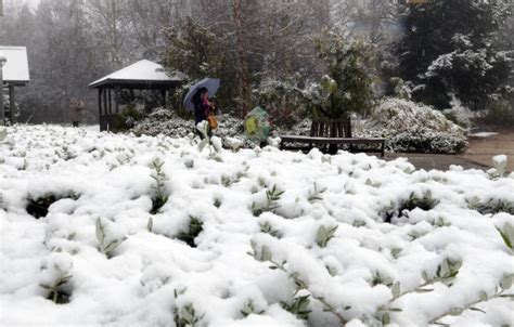 澳大利亚气温骤降 出现罕见“雷打雪”现象(图)_新浪新闻