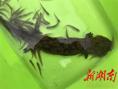 野生动物娃娃鱼图片