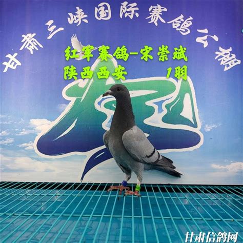 黑龙江伟路国际赛鸽公棚（春棚）照片查看-中国信鸽信息网各地公棚