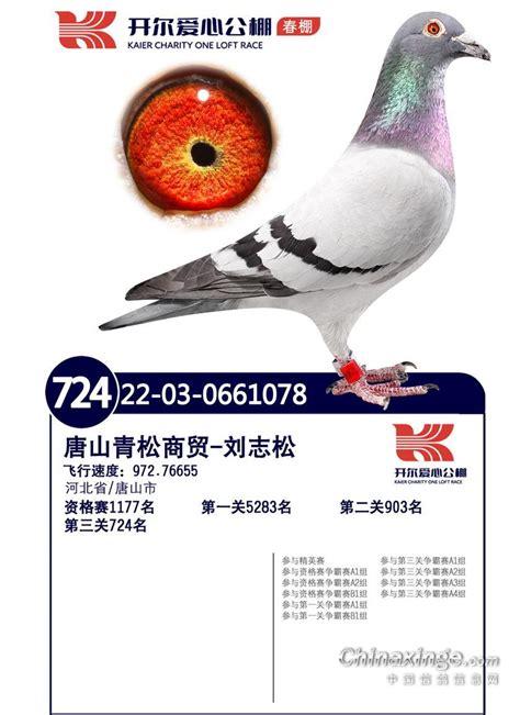 开尔国际赛鸽爱心公棚（春棚）图片查看-中国信鸽信息网各地公棚