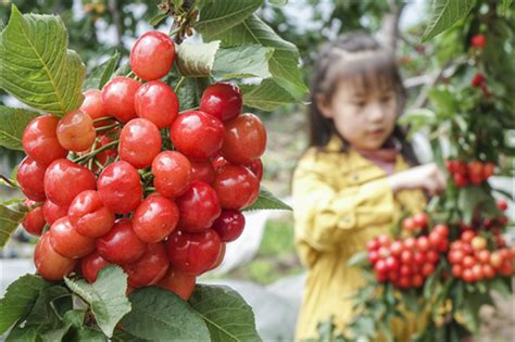 山东临朐：大樱桃争当百亿级果业产业“急先锋” - 潍坊食品农产品技术性研究评议基地