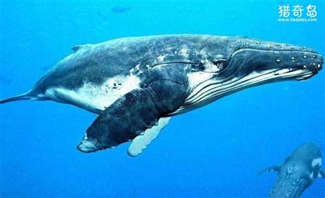 已灭绝的鲸鱼大小对比