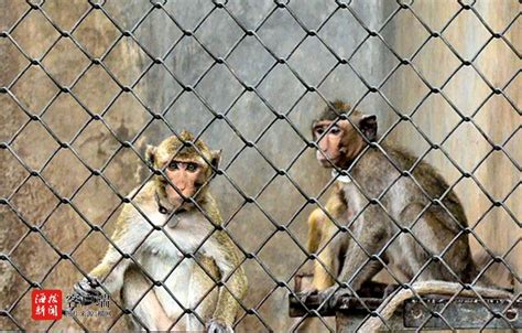 动物黑帽悬猴野生猴子动物园猴子摄影图配图高清摄影大图-千库网