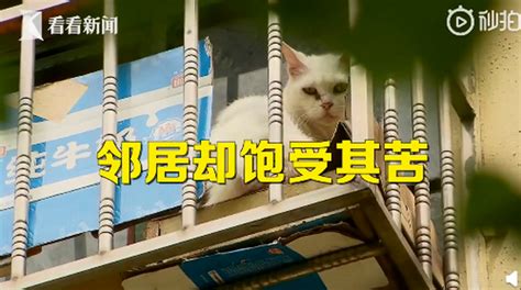 上海一夫妻搬家把房让给66只猫 不要扰民……不要影响邻居呀！6月8日 - 法律法规网