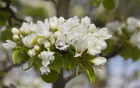 春天里开的白花年初开了新春花的枝条图片下载 - 觅知网