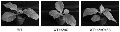 一种利用水杨酸缓解纳米氧化锌对植物胁迫伤害的方法与流程