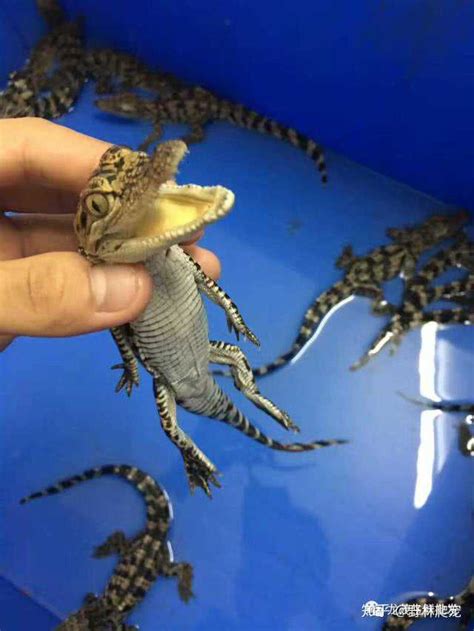 鳄鱼养殖场分享鳄鱼是如何养成的__郑州绿源鳄鱼养殖有限公司