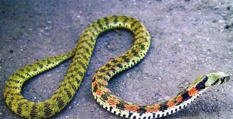 争议很大的一种蛇类，野鸡脖子蛇是有毒蛇，还是无毒蛇？|无毒蛇|野鸡|蛇类_新浪新闻