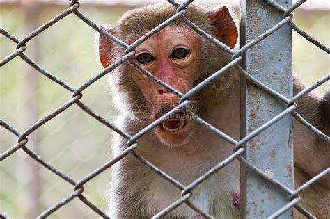 悲伤的猴子黑猩猩灵长类动物园危险濒危眼睛动物哺乳动物原始人仇恨高清图片下载-正版图片320554592-摄图网