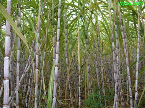 甘蔗的生长周期一般有多长时间？ - 农业种植网