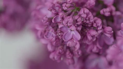 丁香的有花或开花的枝条。盛开的花朵紫丁香视频素材_ID:VCG42N1294612553-VCG.COM