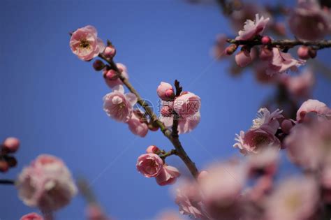 春天的梅花 - 生态摄影 - 摄影论坛 - 成都迪比特贸易有限公司