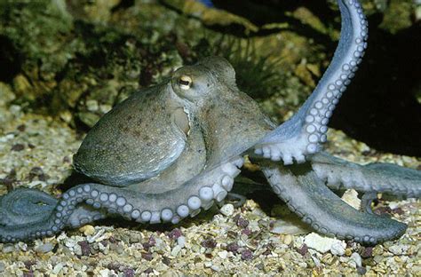 “偷师”章鱼的Nature：简单“吸盘贴”，水下也可用- X-MOL资讯
