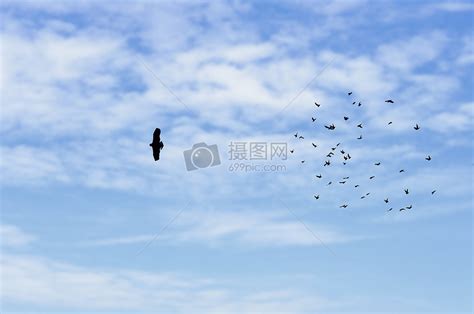 蓝天白云上的飞鸟高清图片下载-正版图片500459333-摄图网