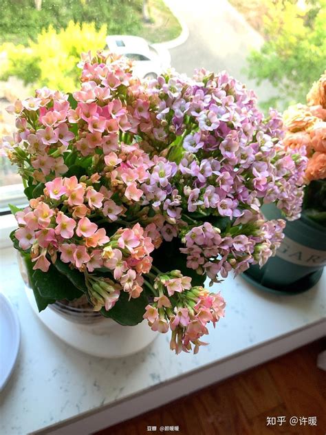 这7种观叶植物最适合客厅摆放，瞬间提升逼格！_身边的一平米 - 花卉网