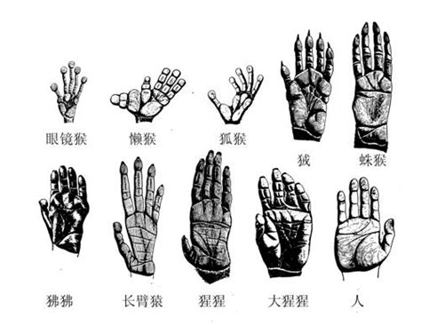 科学网—【猿猴家书故事会】猴子都是五根手指？蛛猴表示不服 | 第13讲 - 张鹏的博文