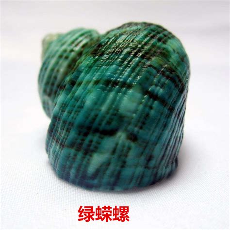 各种各样的贝壳图片免费下载_红动中国
