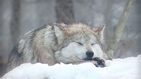 最新报告显示狼已经不再是全国广泛分布，是否有灭绝的危险？ - 知乎