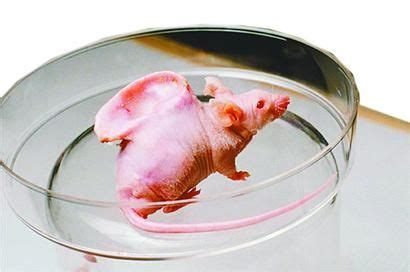 7.26 脑科学日报| 利用人鼠大脑嵌合体，发现阿尔茨海默病关键机制 - 知乎
