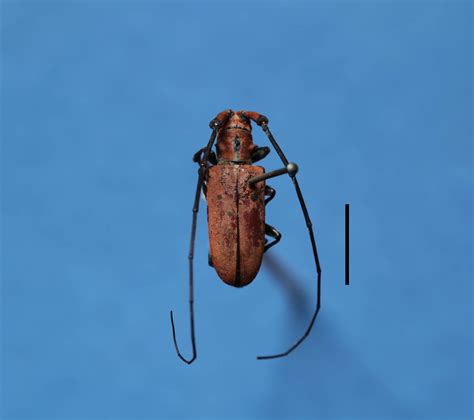 天牛,昆虫,动物摄影,摄影,汇图网www.huitu.com