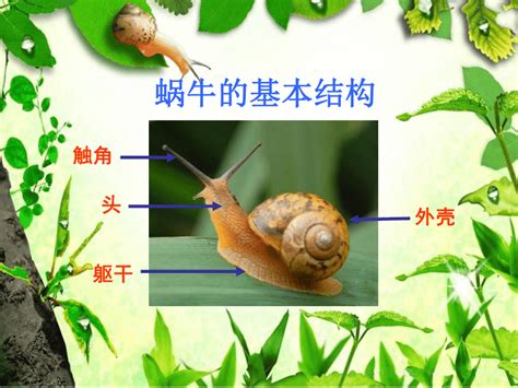 小蜗牛爬墙摄影图__其他生物_生物世界_摄影图库_昵图网nipic.com