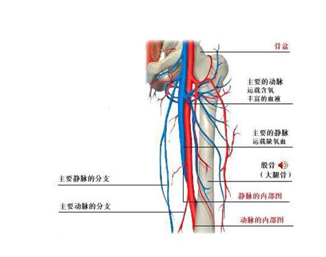 下肢血管解剖图图片