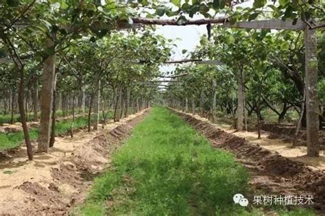 庭院果树种植方法-种植技术-中国花木网