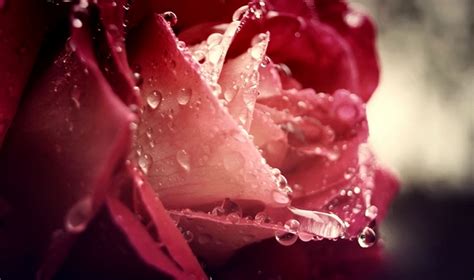【现代诗歌】玫瑰的眼泪 文/燚冰 - 清音陋屋