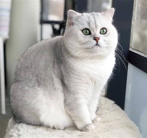 猫猫图片