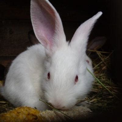 宠物兔名字独特小众 - 宠物兔名字 - 三本木取名网