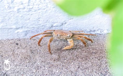 横行霸道的螃蟹,螃蟹,螃蟹爬_大山谷图库