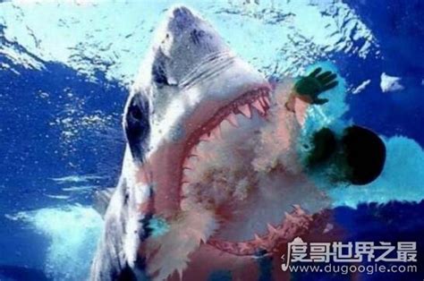 世界上最惨鲨鱼吃人事件：历史上被鲨鱼吃掉的事件_奇象网
