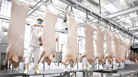 楚雄市动物卫生监督所加强屠宰检疫监管 确保外销猪肉质量安全-楚雄市人民政府