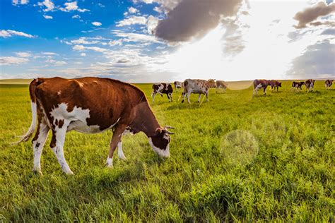 认养一头牛与它的长期主义：养牛七年，三年破圈|乳制品|牛|奶牛_新浪新闻